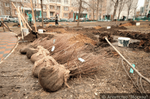 В районе Чертаново Центральное пройдет озеленение в рамках городской программы «Миллион деревьев»