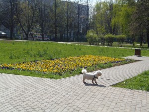 В ближайшее время в районе Чертаново Центральное благоустроят площадку для выгула собак
