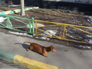 Вакцинация домашних животных от бешенства пройдет в районе Чертаново Центральное