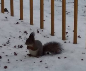 Одна из белок, подкармливаемых местными жителями