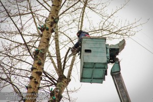 В районе произвели обрезку деревьев