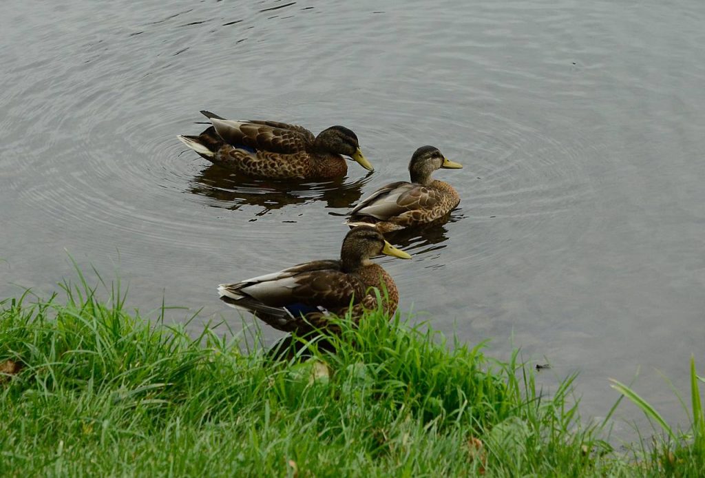 «Заповедными тропами»: сотрудники библиотеки №151 проведут мероприятие в парке. Фото: Анна Быкова, «Вечерняя Москва» 