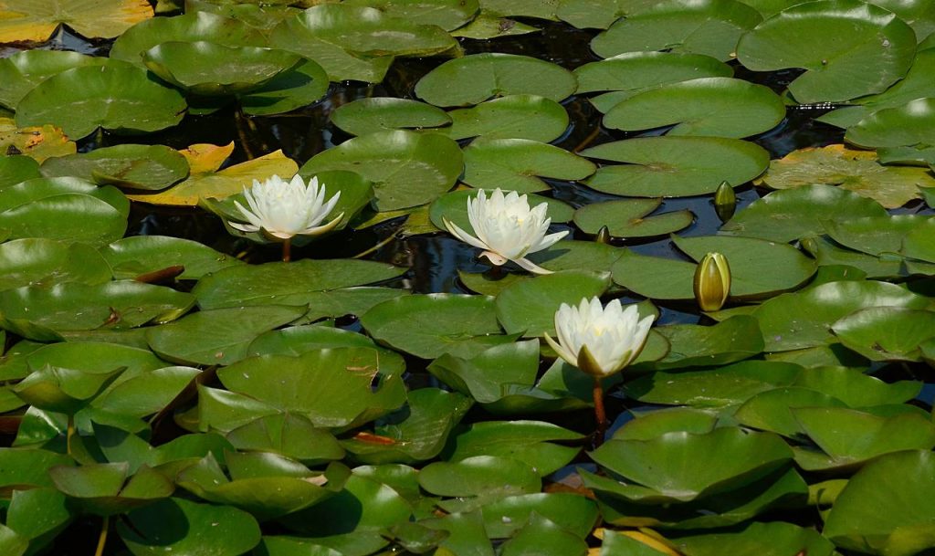Редкие водные растения заметили в парке «Битцевский лес». Фото: Анна Быкова, «Вечерняя Москва»