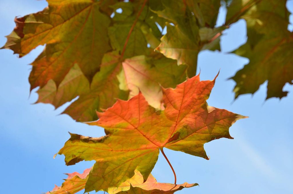 Выставку «Родничок» откроют в Чертанове Центральном. Фото: Анна Быкова, «Вечерняя Москва»