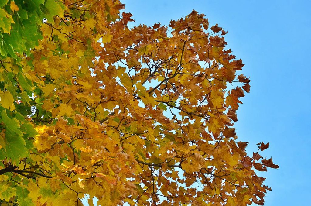 «Природные материалы»: в Чертанове Центральном проведут мастер-класс. Фото: Анна Быкова, «Вечерняя Москва»