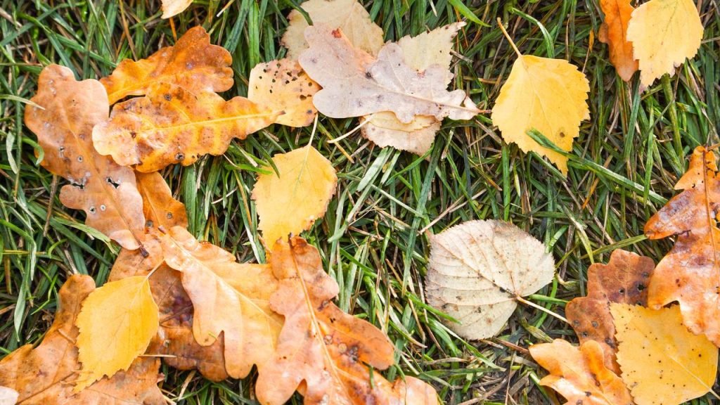 «Здравствуй, осень»: в Чертанове Центральном проведут тематические мероприятия. Фото: Ксения Догонашева, «Вечерняя Москва»