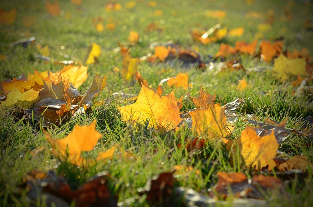 Кадеты из 8 «К» класса приняли участие в туристском слете. Фото: Анна Быкова. «Вечерняя Москва»