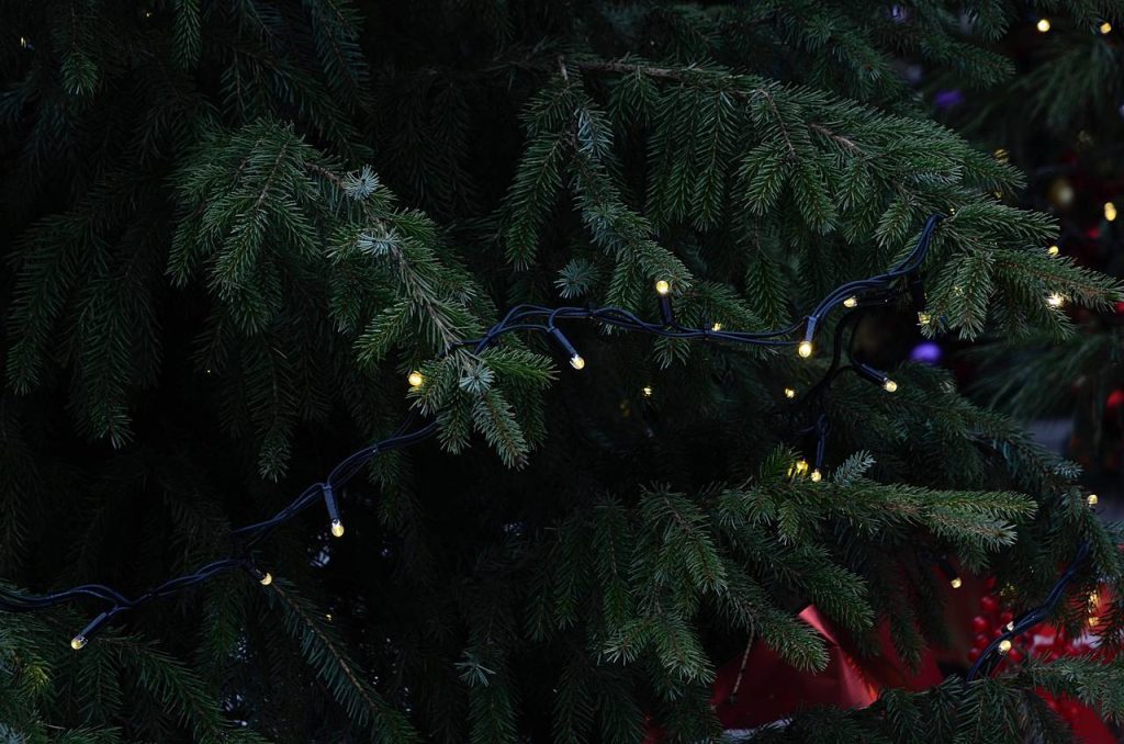 Мероприятие ко дню рождения новогоднй елки состоится в библиотеке №151. Фото: Анна Быкова, «Вечерняя Москва»