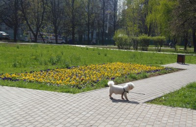 В ближайшее время в районе Чертаново Центральное благоустроят площадку для выгула собак