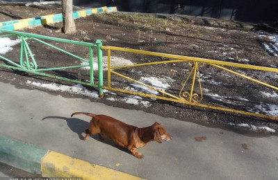 Вакцинация домашних животных от бешенства пройдет в районе Чертаново Центральное