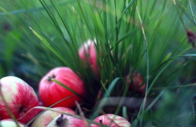 Праздник в честь яблочного Спаса пройдет в парке "Родная гавань"