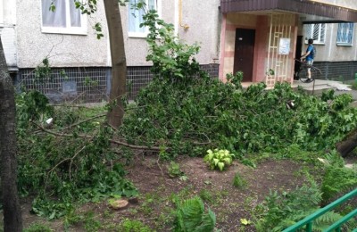 Обвалившиеся деревья в районе Чертановской улицы были убраны