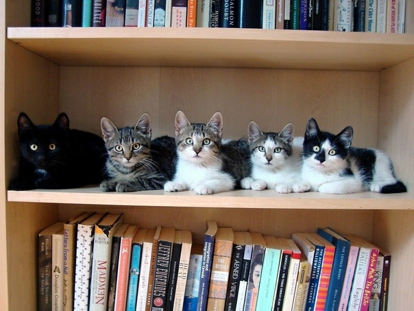 Библиотека № 143, кошки, сказки