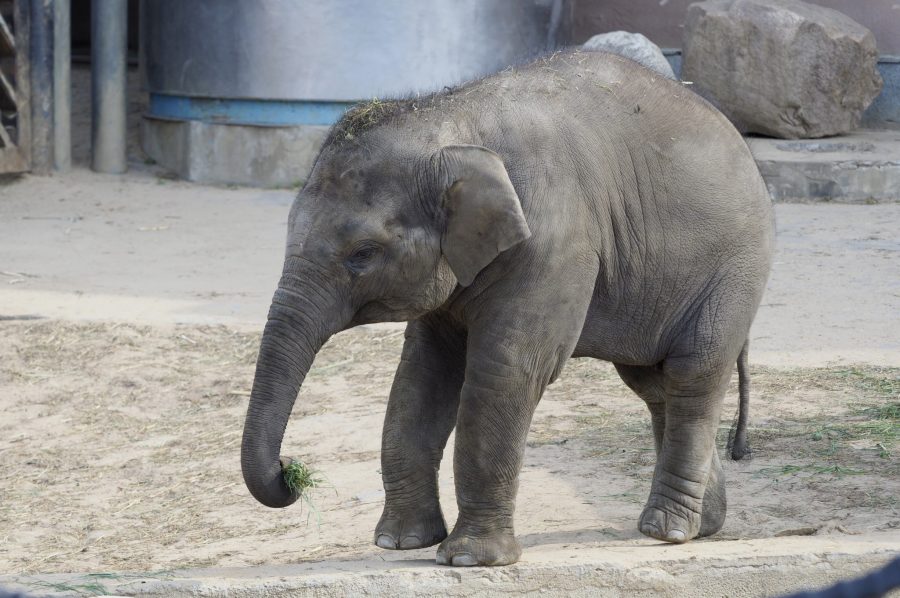 Всемирный день защиты слонов отметили в экоцентре «Битцевский лес»