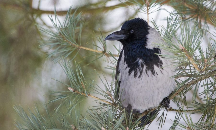 Представители Дирекции природных территорий «Битцевский лес» рассказали о воронах