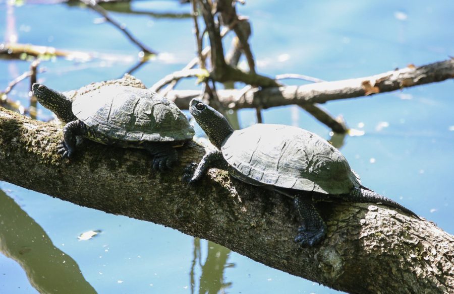 Болотную черепаху можно увидеть на территории Битцевского леса