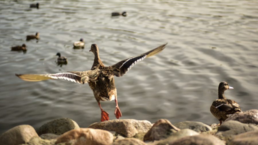 Дикие утки: Департамент природопользования Москвы рассказал о правилах кормления водоплавающих птиц