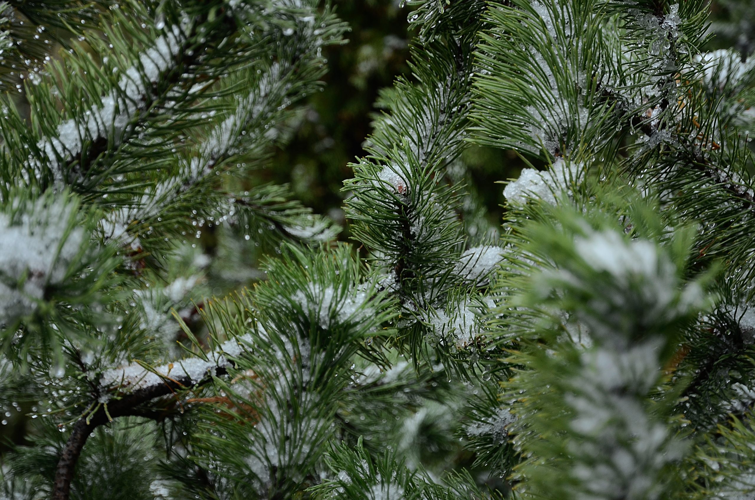 Сдать новогодние елки на переработку можно до 25 февраля. Фото: Анна Быкова, «Вечерняя Москва»