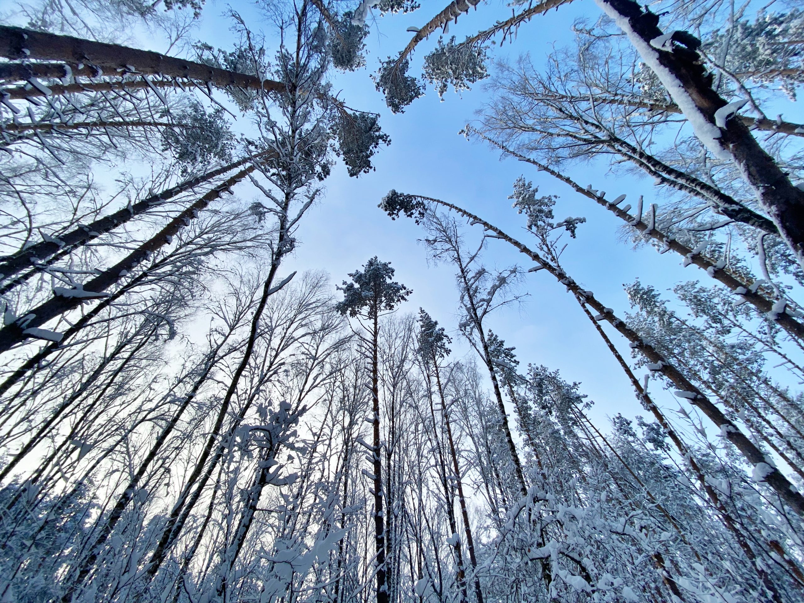 Представители Экоцентра «Битцевский лес» рассказали о зимовке деревьев. Фото: Анна Быкова, «Вечерняя Москва»