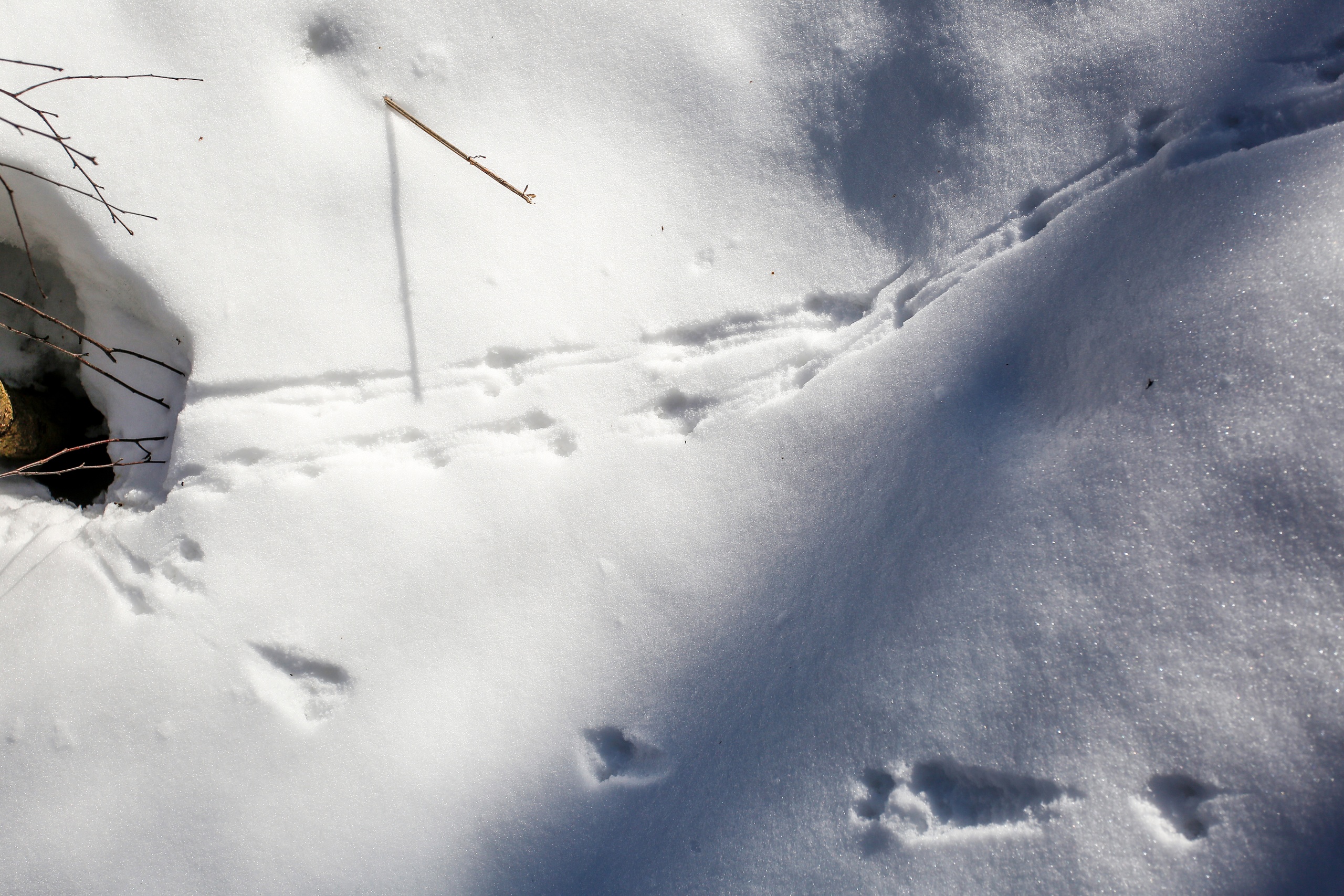 Представители Экоцентра «Битцевский лес» рассказали о зимовке мышей. Фото: страница экоцентра в соцсетях