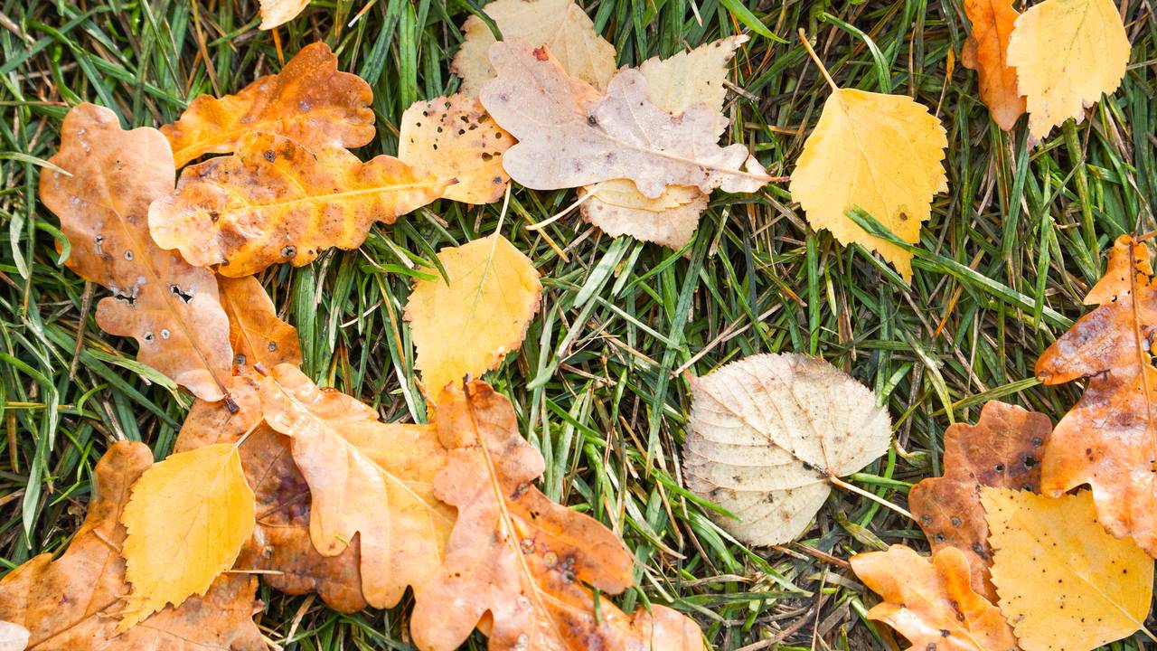 «Здравствуй, осень»: в Чертанове Центральном проведут тематические мероприятия. Фото: Ксения Догонашева, «Вечерняя Москва»