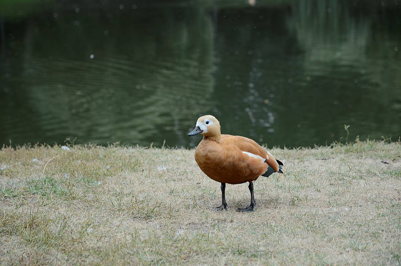 Мероприятия о птицах состоятся в Экоцентрах столицы. Фото: Анна Быкова, «Вечерняя Москва»